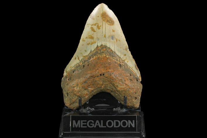 Fossil Megalodon Tooth - North Carolina #124462